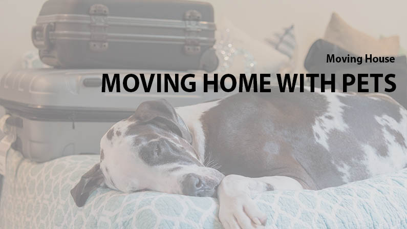 Moving Home with Pets in York